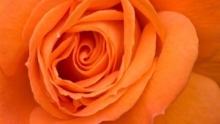 Orange rose hara chakra
