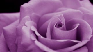 Violet rose krone chakra